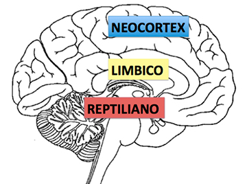 imagen-cerebro-triuno-post-mdm-neuromarketing-www.marketingdigitalmurcia.com